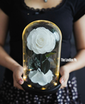 Ivory Eternal Preserved Rose in Pakistan